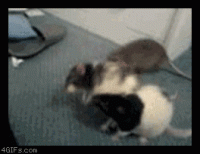 funny_gifs%20(25).gif