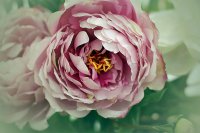 fabric-peony-flower5.jpg