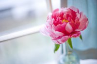 peony-2.jpg