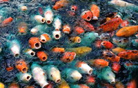 Fish_Water_Many_448459.jpg