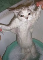 1311093084_wet-cat1.jpg