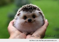 cute-animal-baby-hedgehog-smiling-hands-pics.jpg