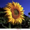 Sun Flower