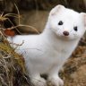 Ermine