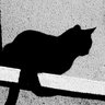 ShadowCat