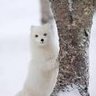 White_fox