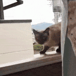 0_6737b_af034610_orig.gif