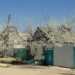 Луганский ответ японским сакурам )