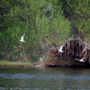 чайки