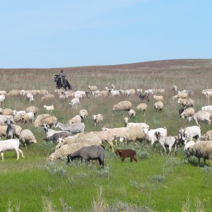 Знойная степь Казахстана (вне конкурса)