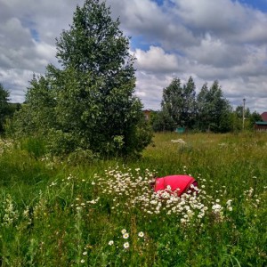 Сбор луговой земляники