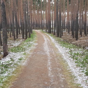 Почти зимний лес