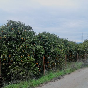 Апельсинки растут