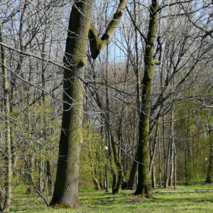 Весна в парке