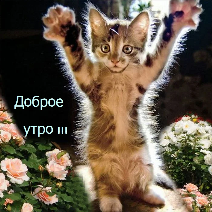 Доброе утро мариночка картинки красивые