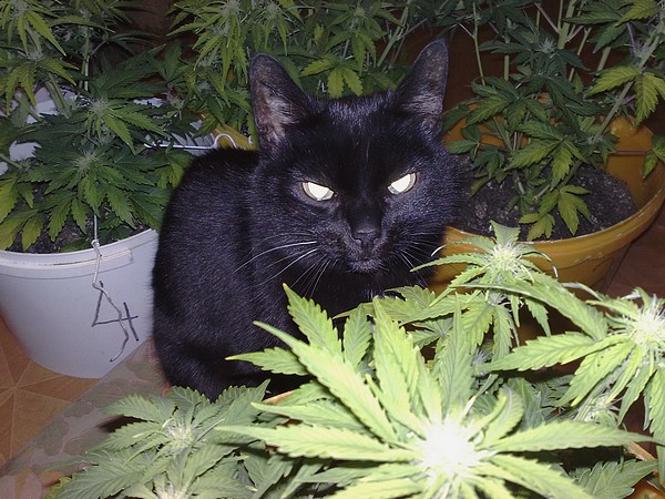 Кот ест коноплю прикол польза медицинской марихуаны