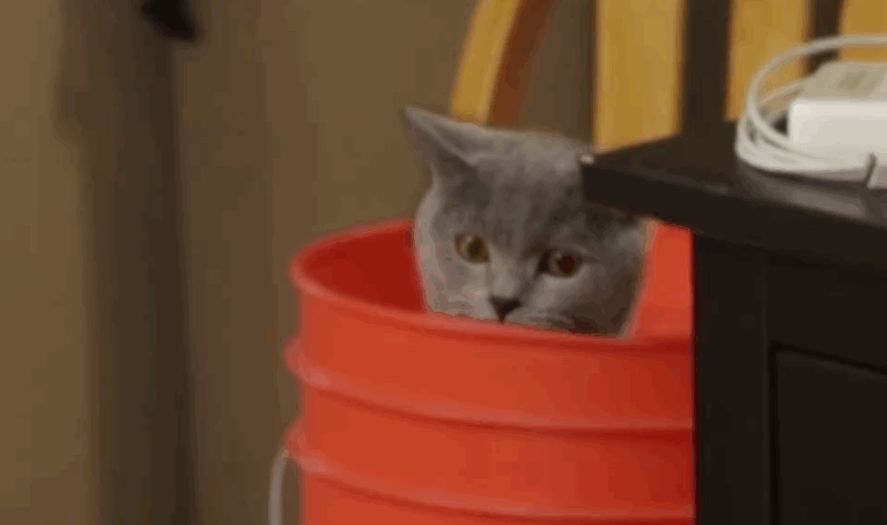 02-cat-guilty-face-gif.gif