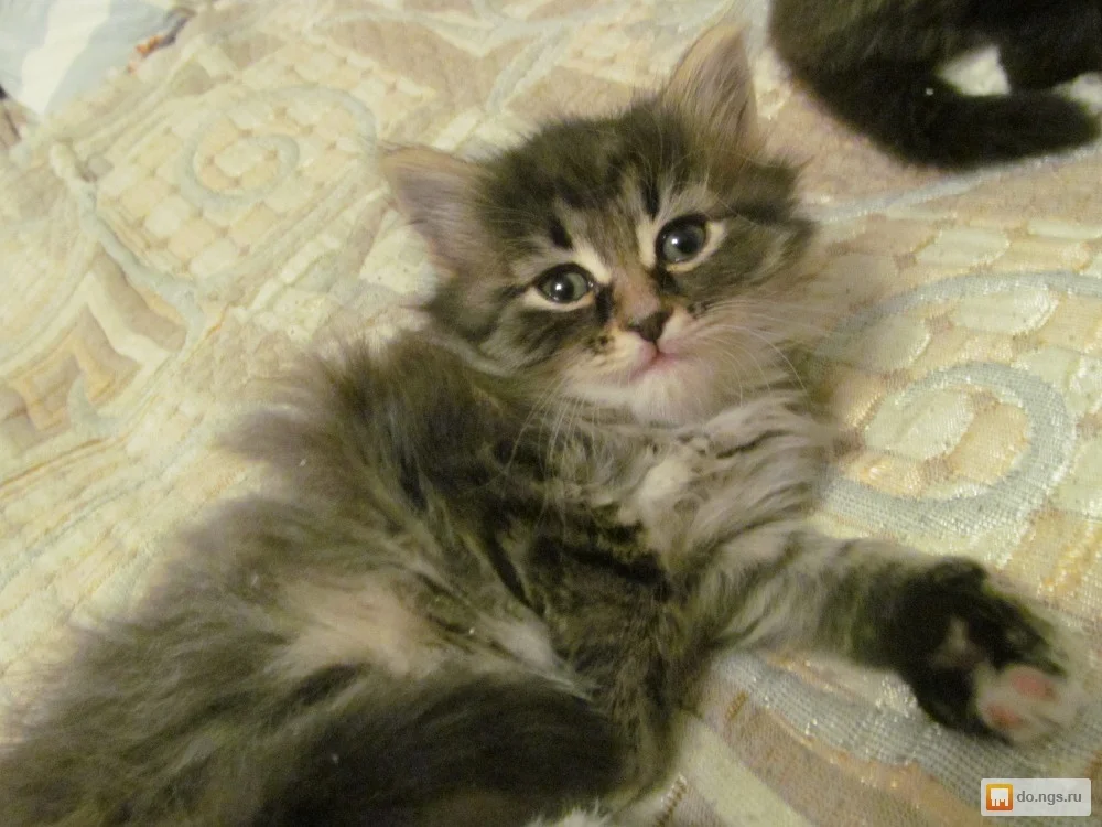 0a0192bfdac7ffe676b0f0703816daa6_1449851022_1000_750-jpg.143871