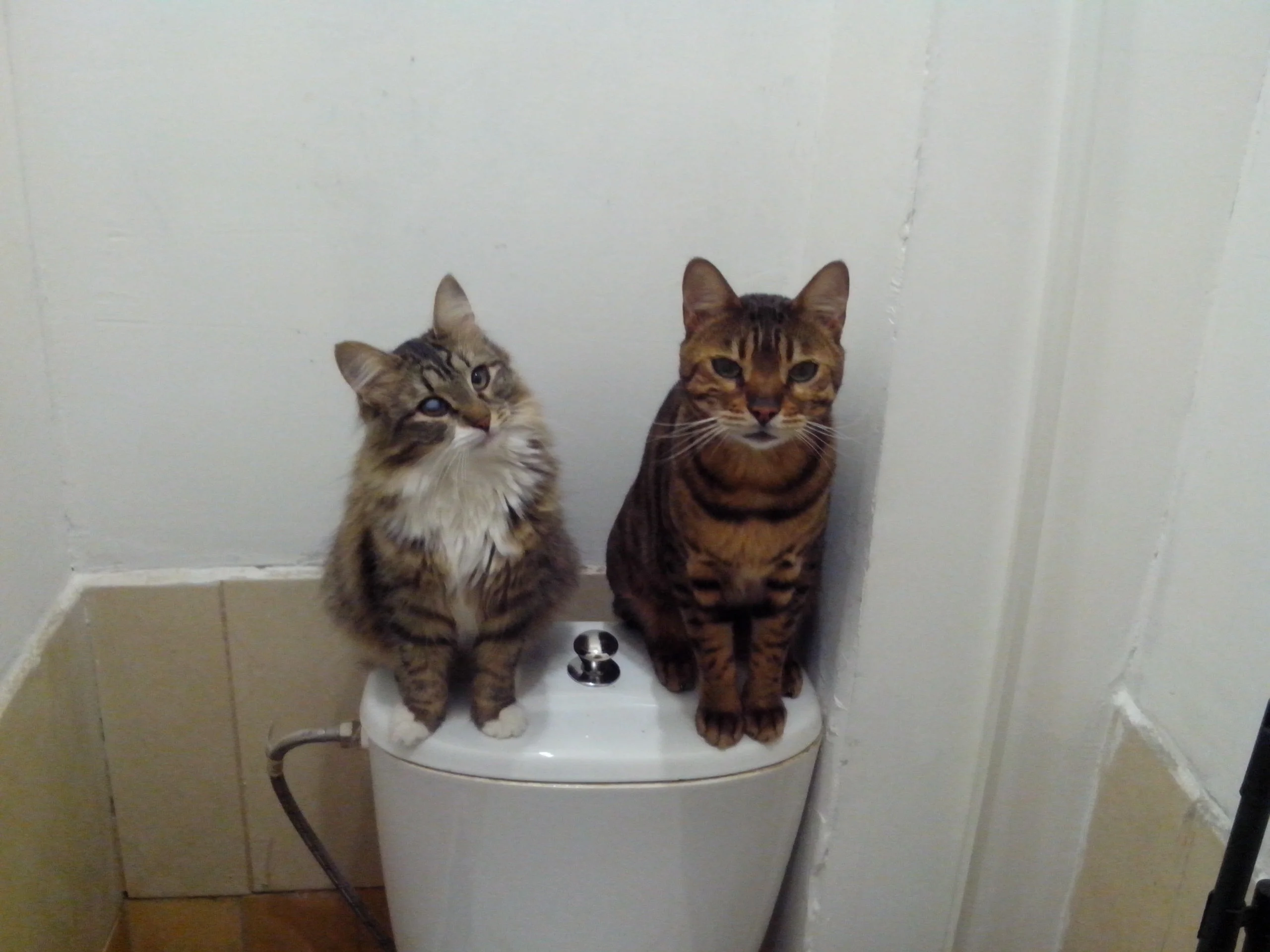 0hi-8hy-jvo-jpg.1070940