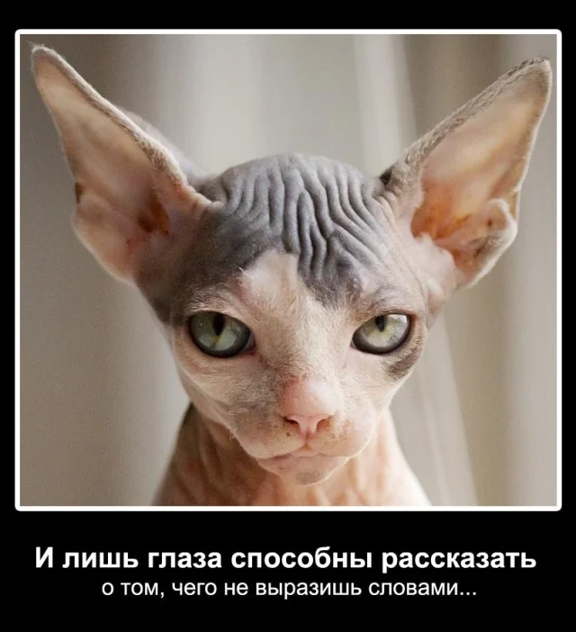 ������� �������� �� ��������, ������� ��������� ����������