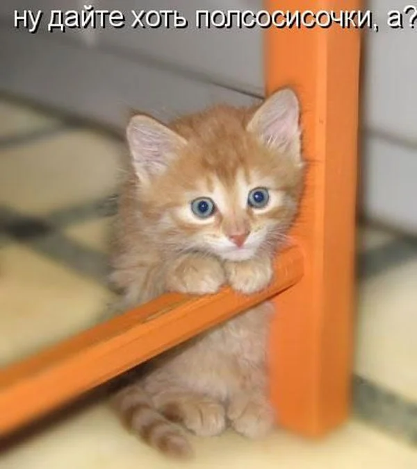 кот испугался гифка. котенок описался мем. котенок описался.