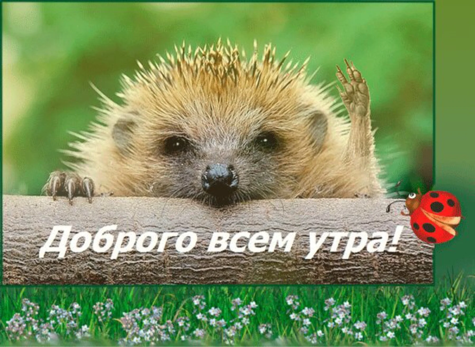 Картинки с добрым утром с животными и надписями прикольные