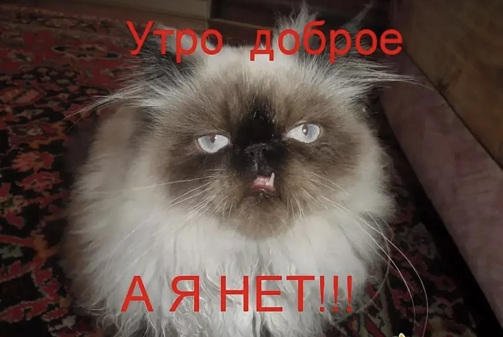 Никому не здрасьте картинка недовольная