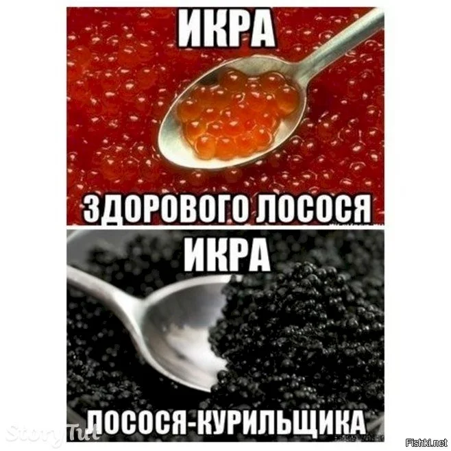 Лосось мем. Икра прикол. Икра лосося курильщика. Шутки про икру. Анекдоты про икру