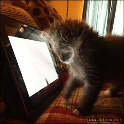 17-04-15-kotejka-2-gif.377739