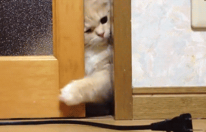 17477_gatos-gif.366677