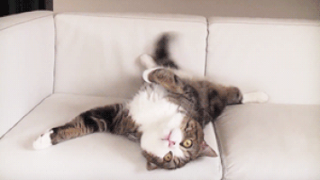200-gif.951198