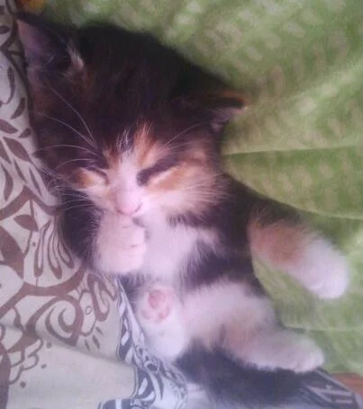 2013-07-27-17-58-52-1-1-jpg.1104950