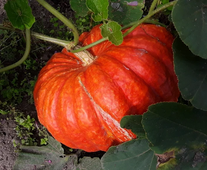 20180901_110149_crop_708x583-jpg.695554