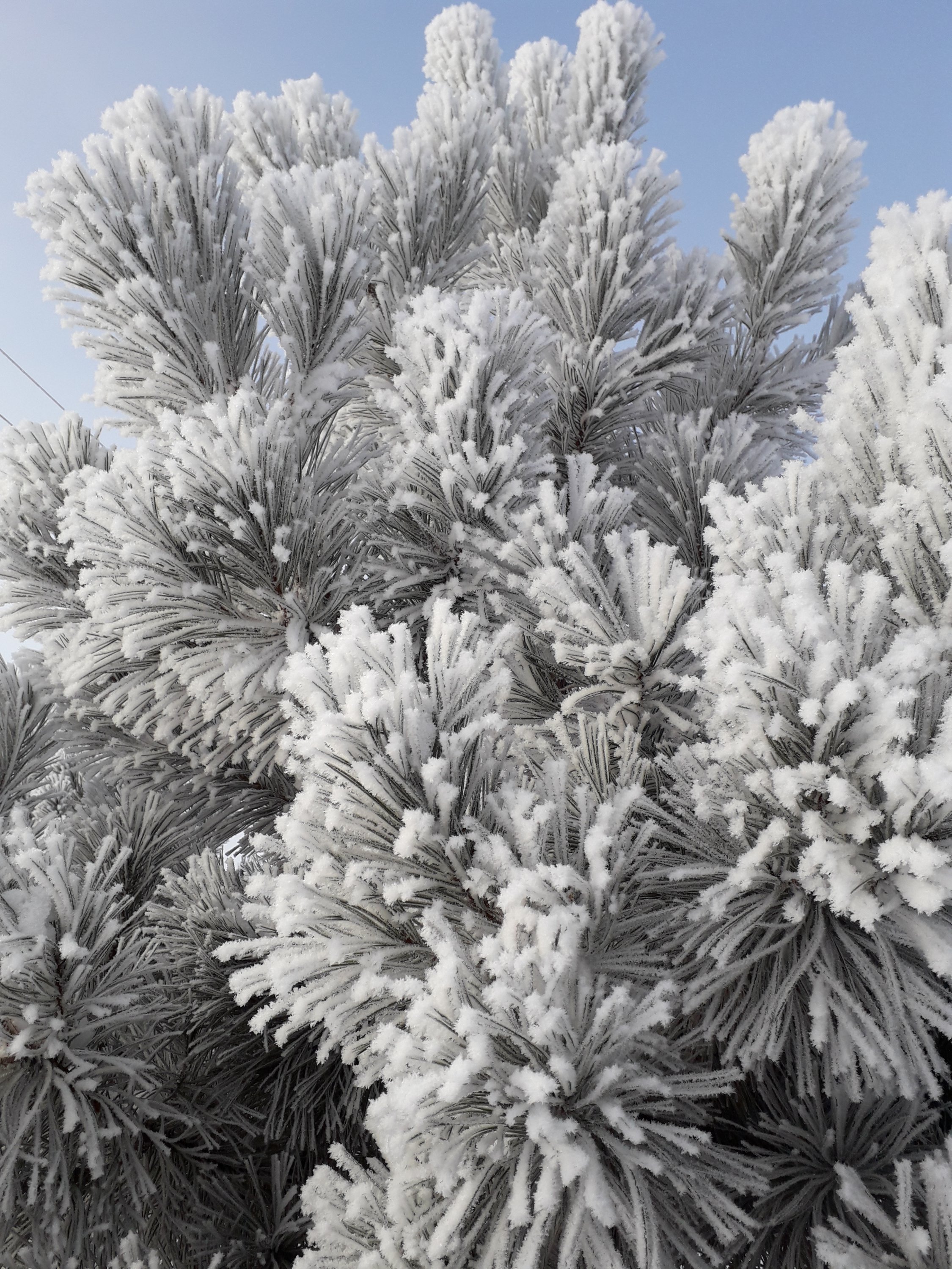 20181201_110909-jpg.763775