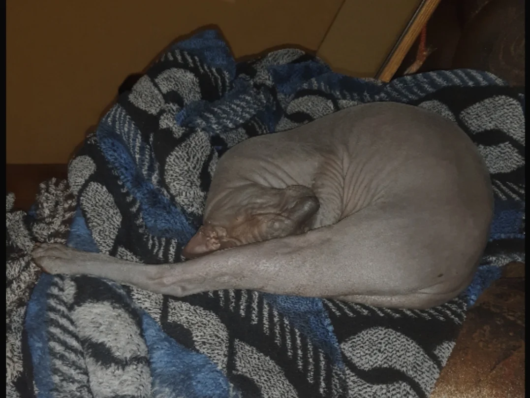 20200122_214426-jpg.1105405