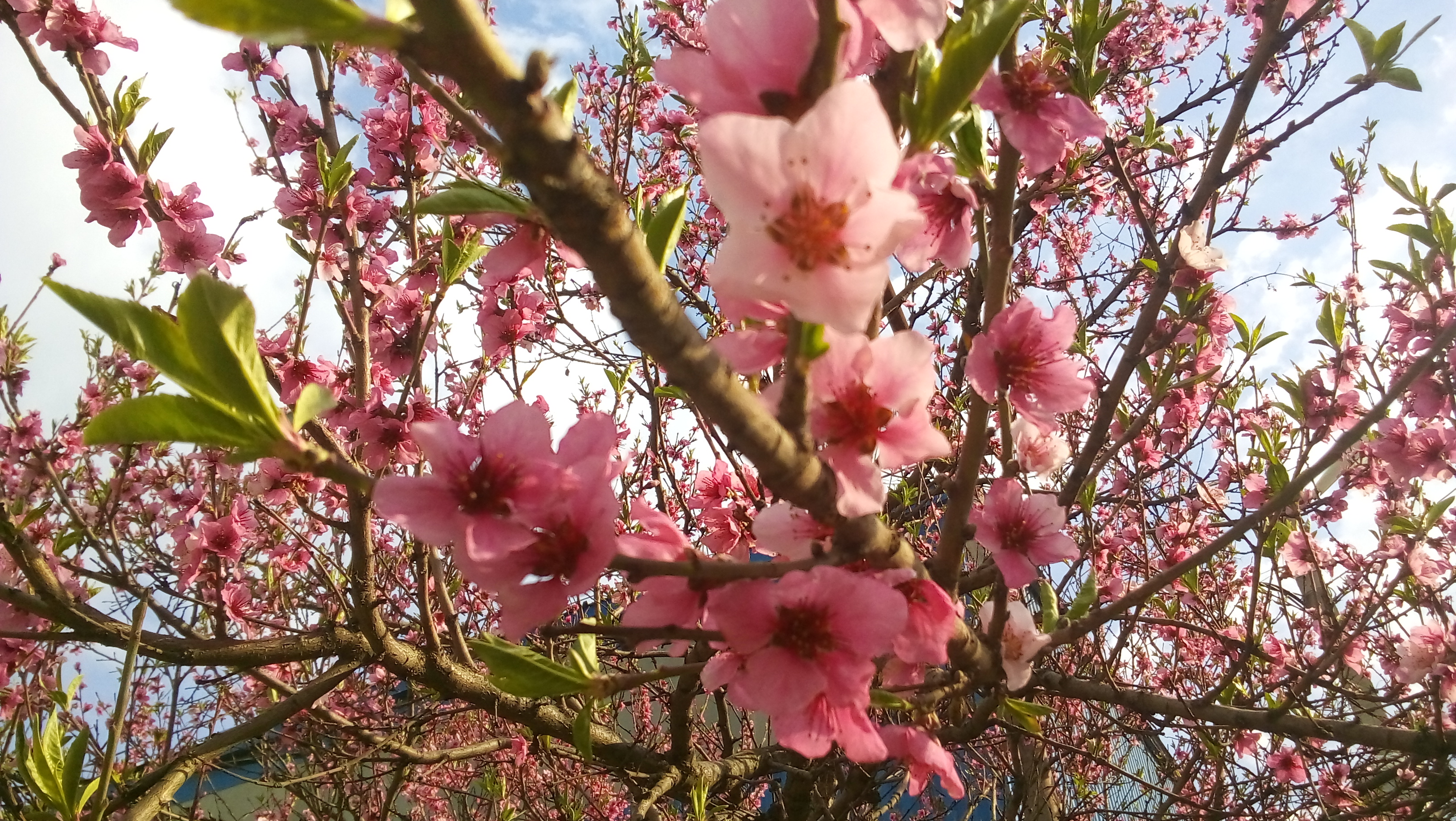 20200404_154738-jpg.1162308