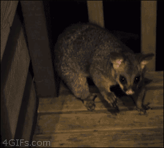 209294_70da7032_19b6cca2f590f29979c10b08d55776b0_251737-gif.250235