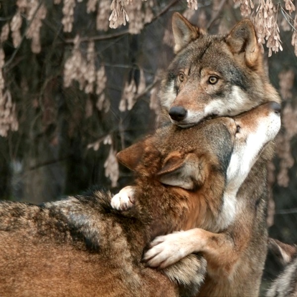 28-Волчьи обнимашки.jpg