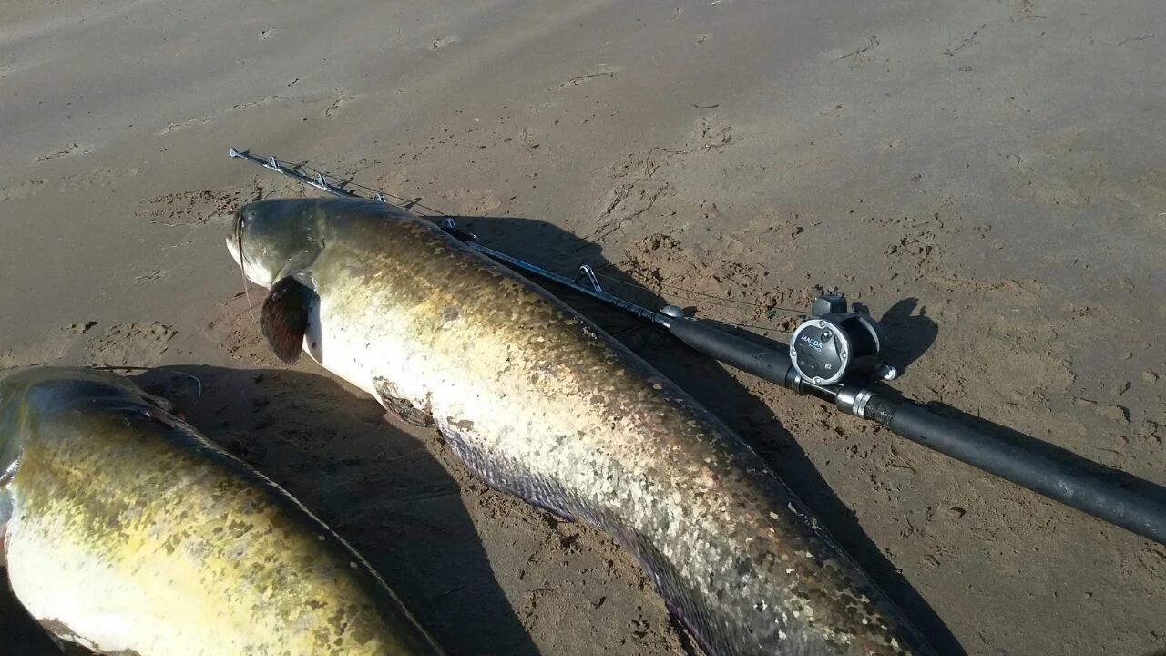 43ckhot83v4-jpg.475190