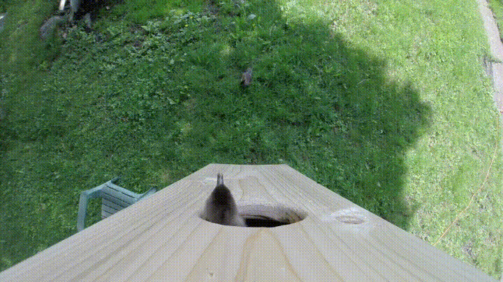 44efc80cbada3c708f2673b7b3e5d1e3-gif.765064