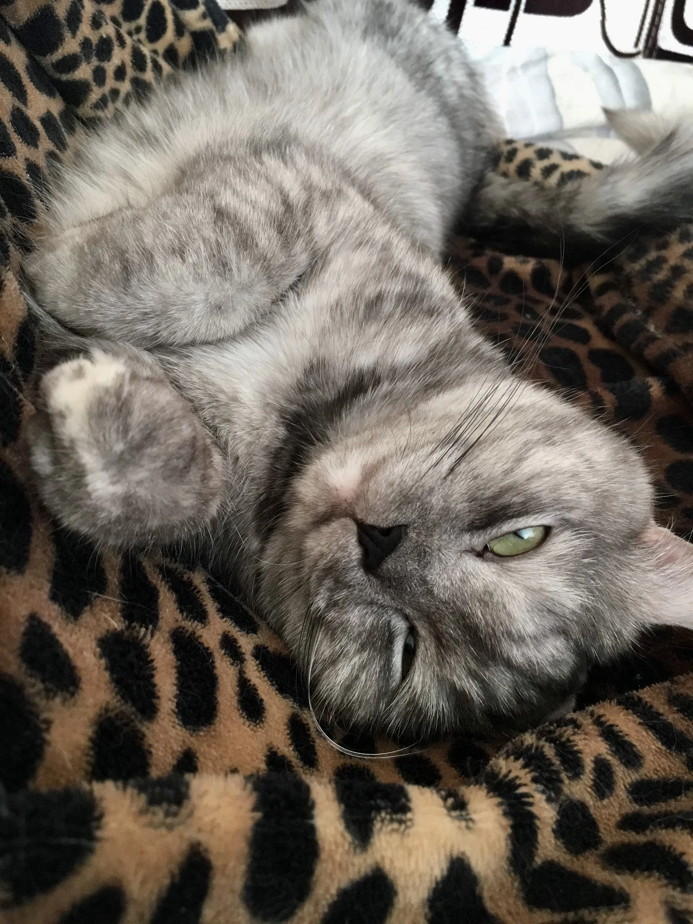 4d95229b-2d0c-4c89-8dad-fa90746681b9-jpeg.1104974