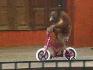 6g8o-gif.807667