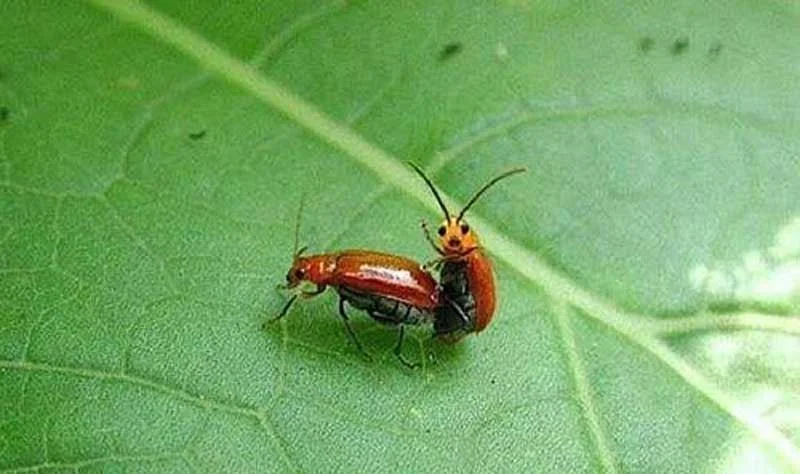 761181634969278703558437-jpg.118172