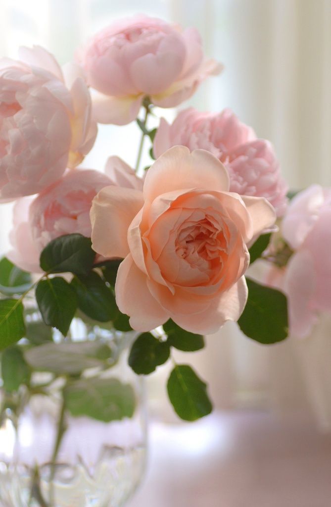 8918b0f0723efe2f168d46e2f5f63229--cabbage-roses-peach-rose (1).jpg