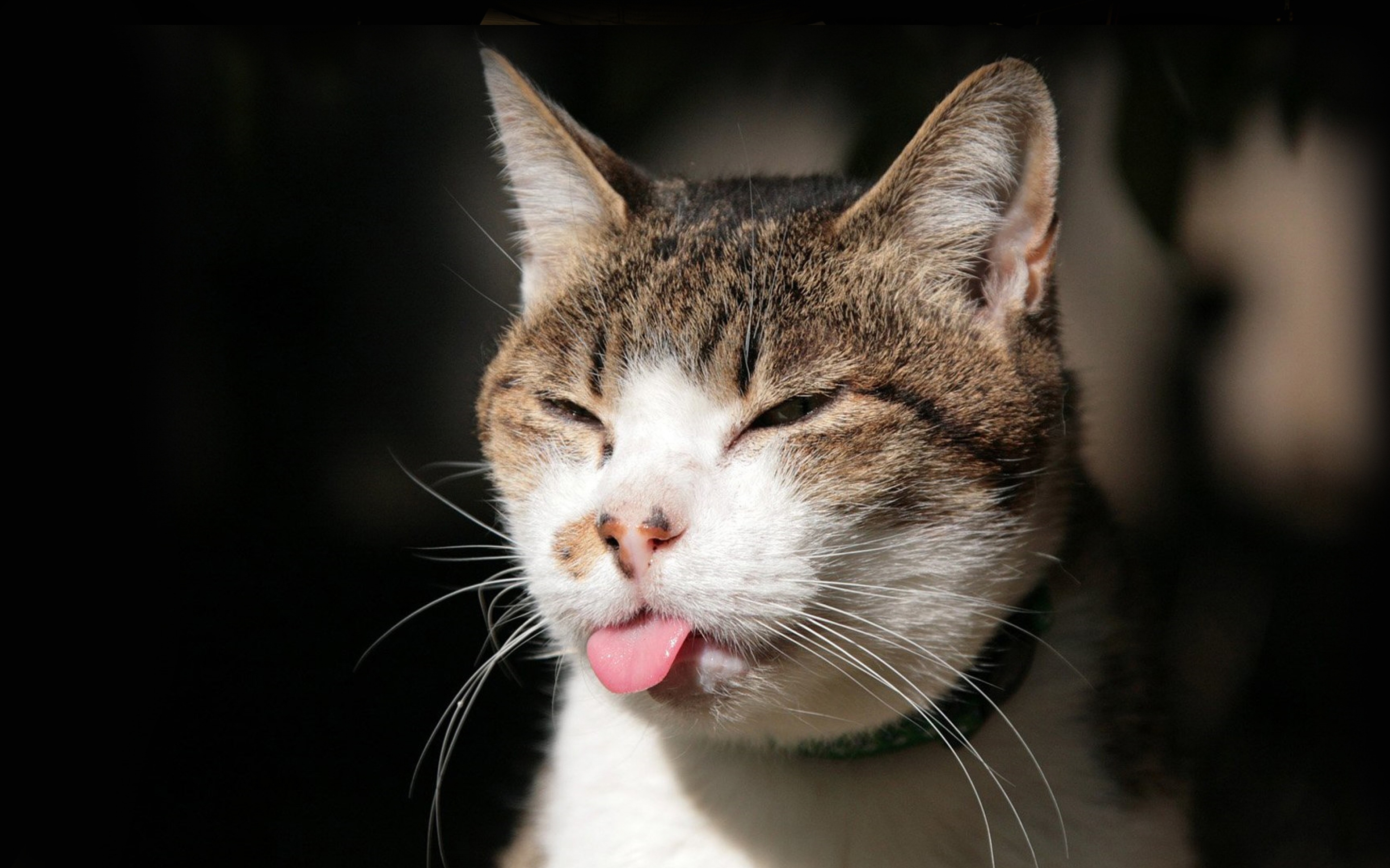 9366cat-squinting-tongue-funny-sleepy-3840x2400-jpg.594053