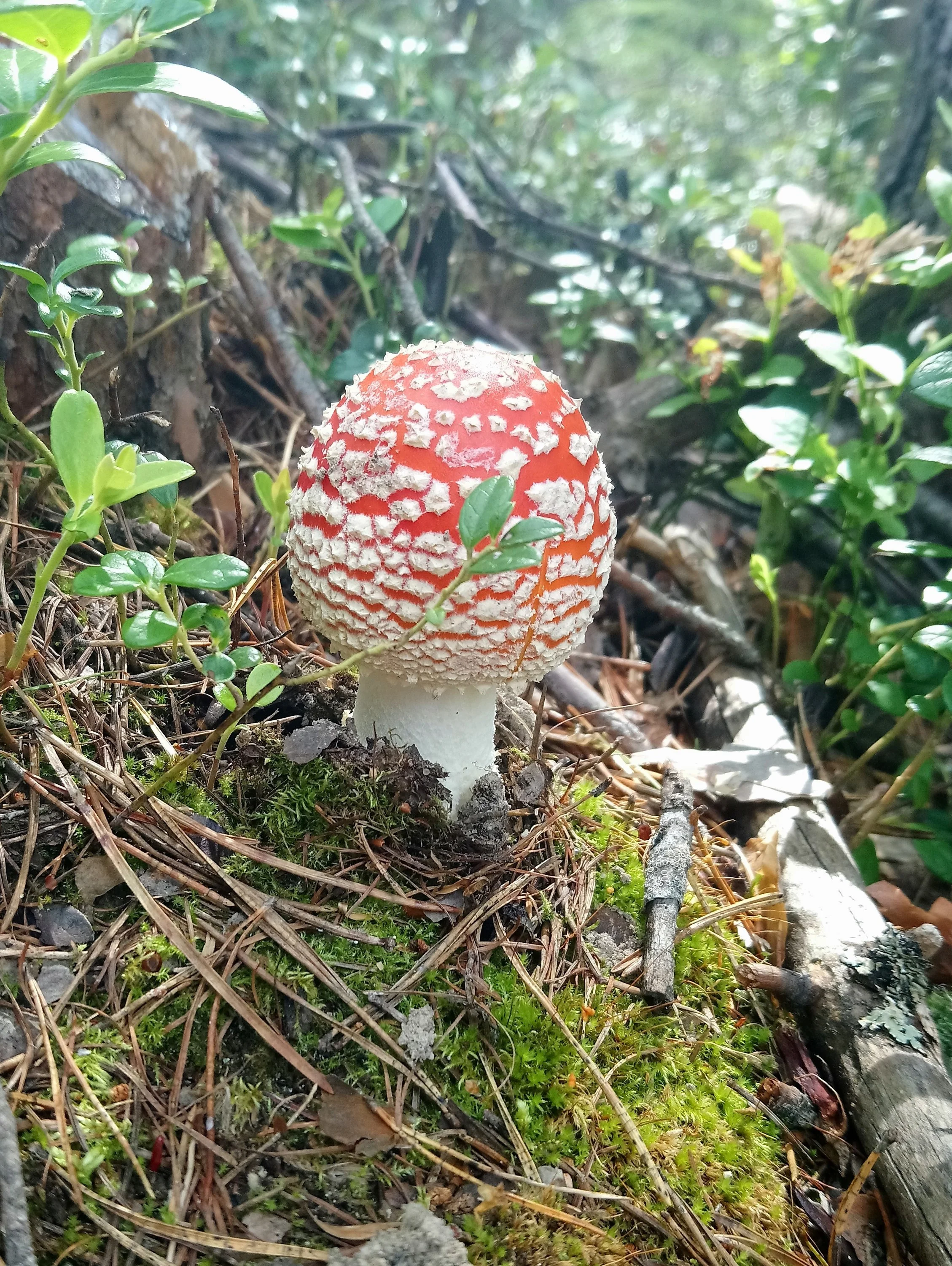 _20190819_213559-jpg.980869