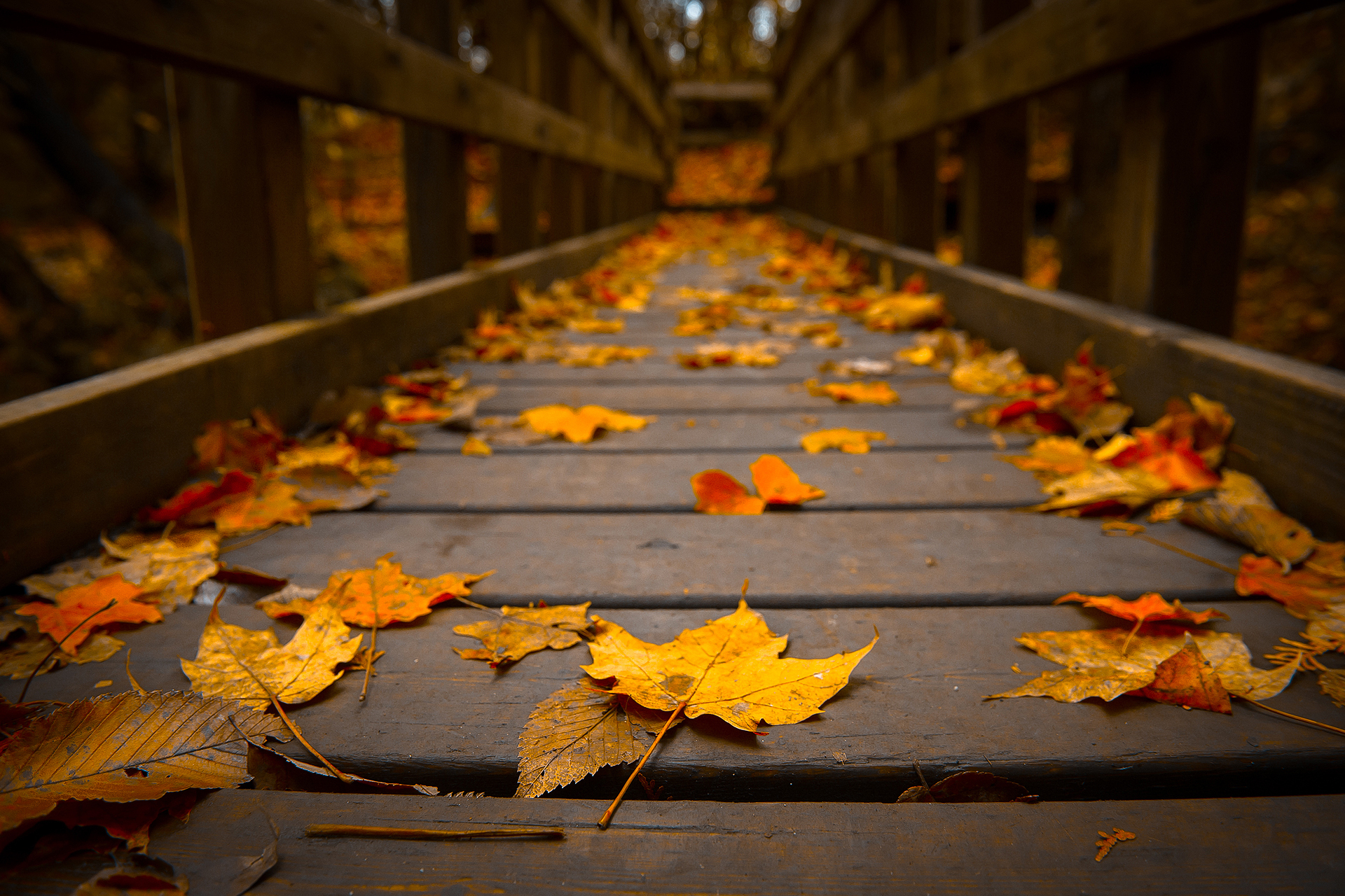 Autumn-Bridge.jpg