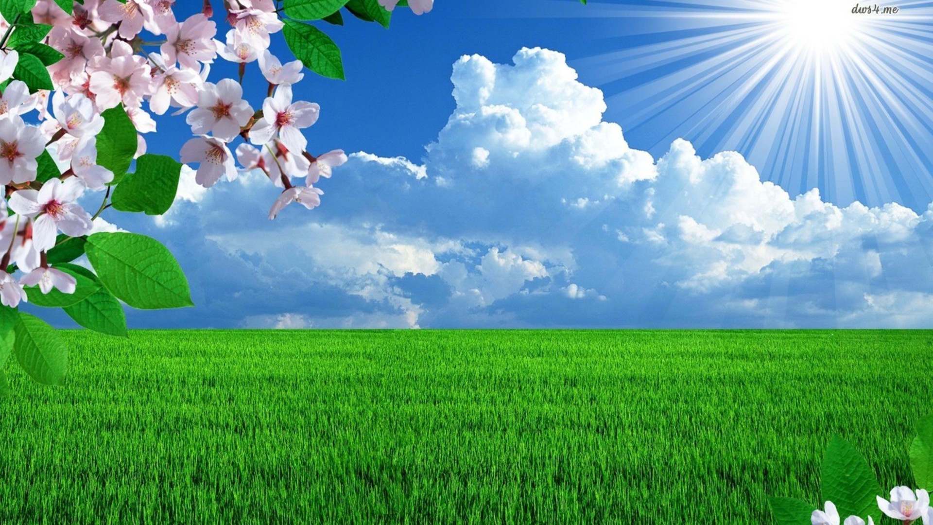 beautiful-green-grass-in-a-sunny-spring-day_1920x1080 1.jpg.