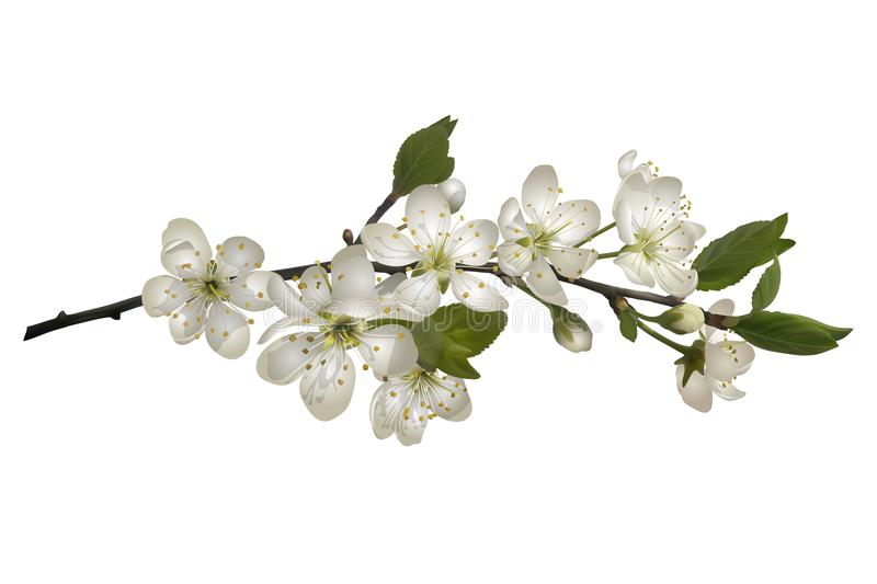 blossoming-ветвь-вишни-с-белыми-цветками-110373816.jpg