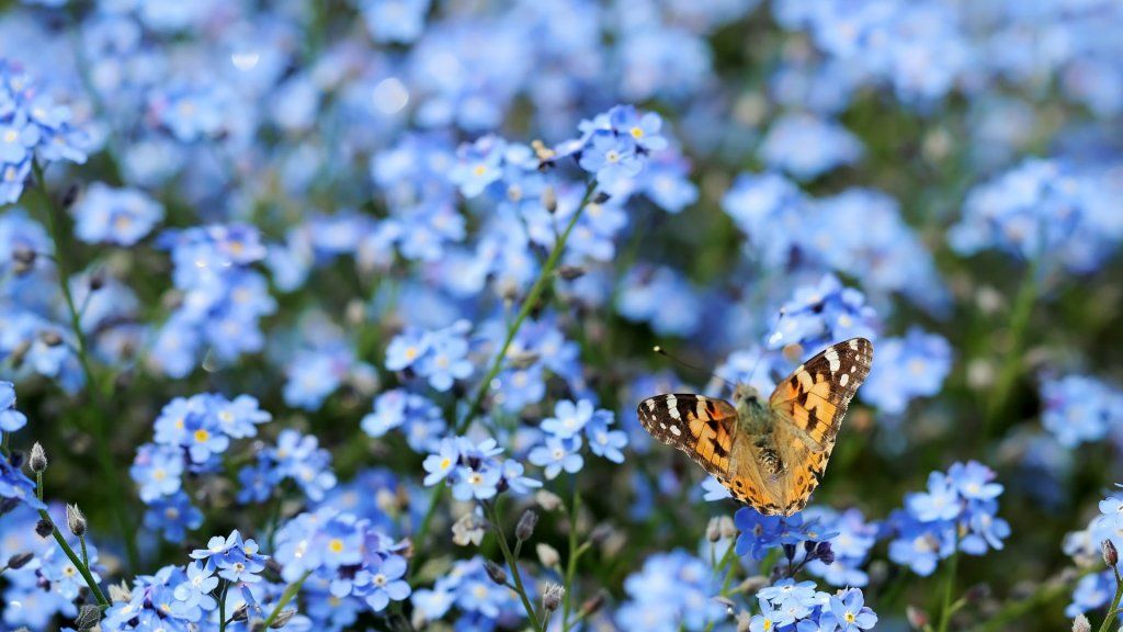 butterfly_and_flowers-1920x1080-jpg.23544